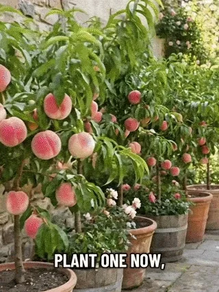 Honey Red dwarf peach tree
