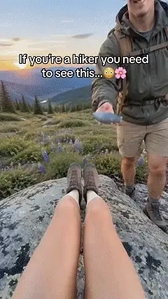 Demonstration of a miniature portable flower press used during a hiking adventure