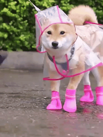 Clear Dog Raincoat – Clear design