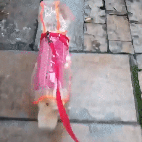 Clear Dog Raincoat – product image 7