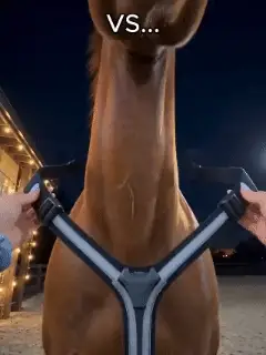 Horse wearing bright blue LED visibility accessories during an evening ride