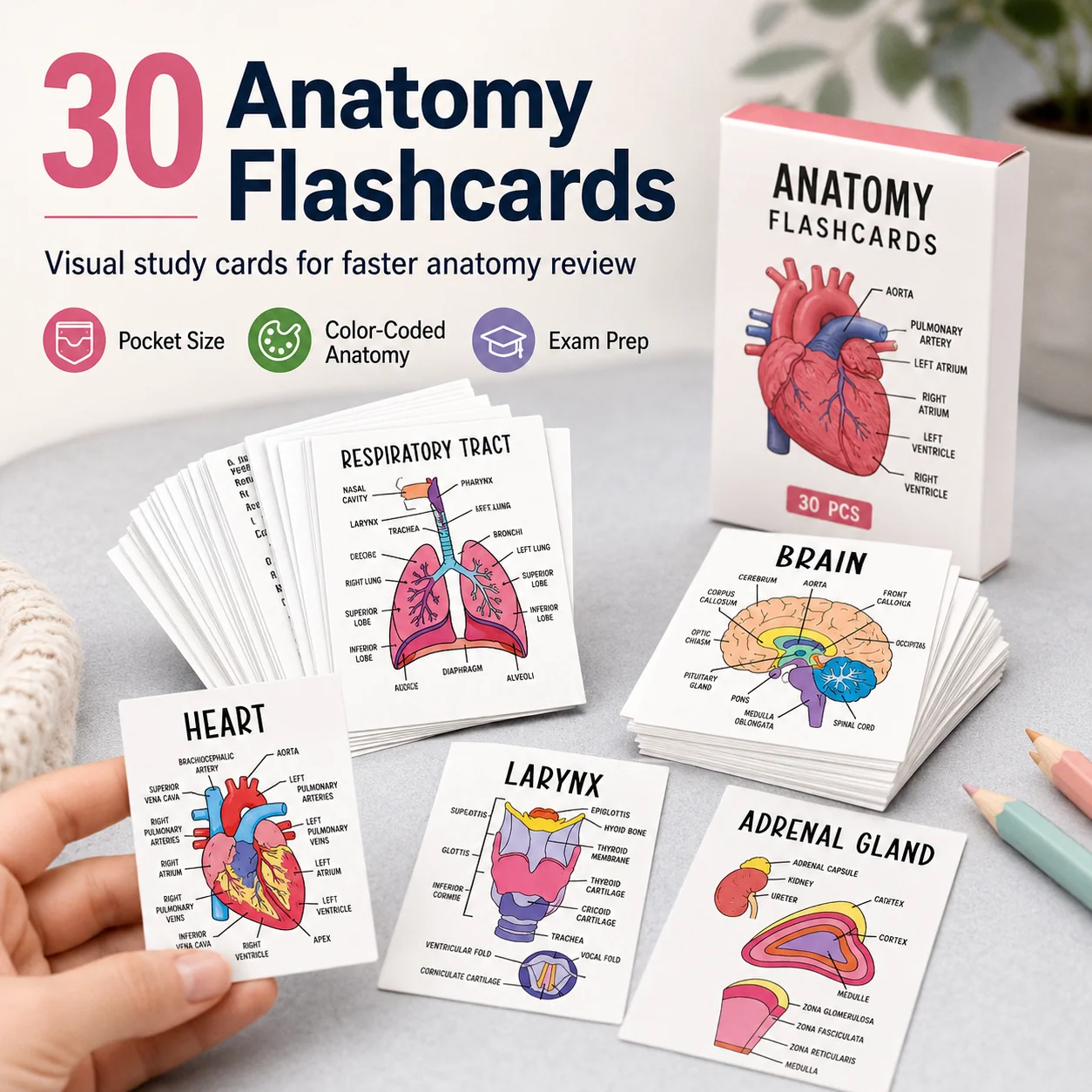 30 human anatomy study flashcards
