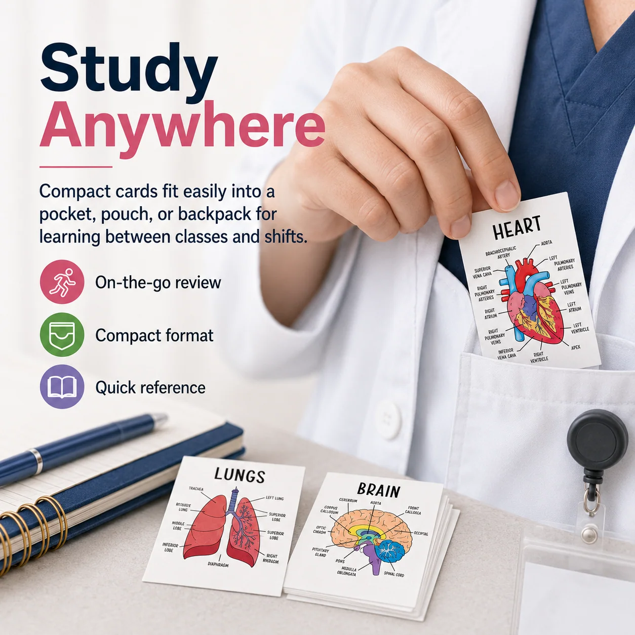 Portable anatomy flashcards for studying