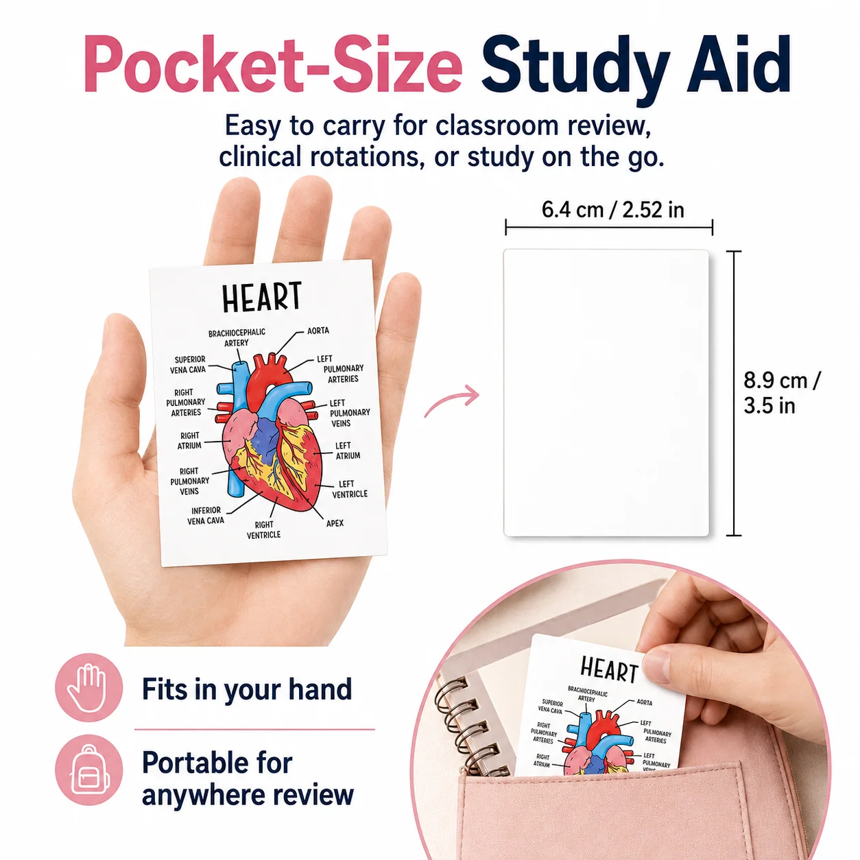 Compact anatomy flashcards