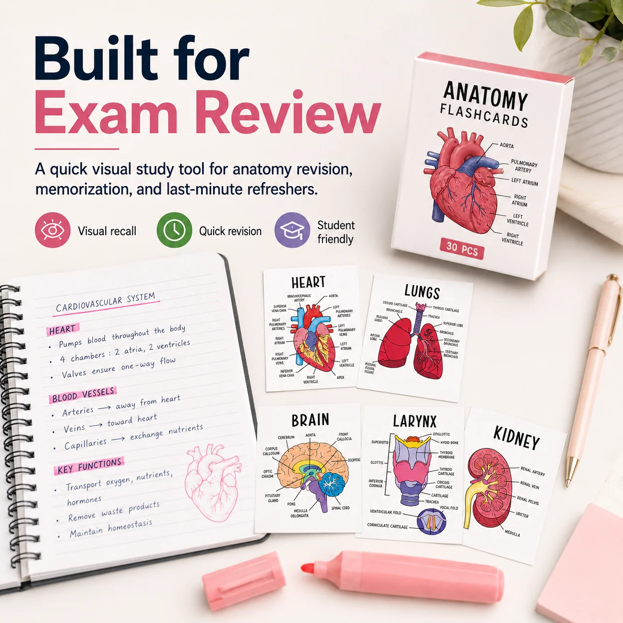 Anatomy cards for exam review