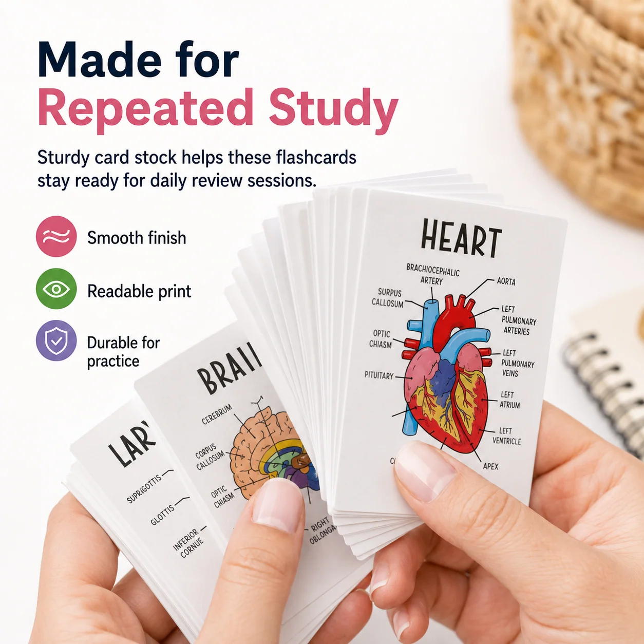 Anatomy study cards close-up