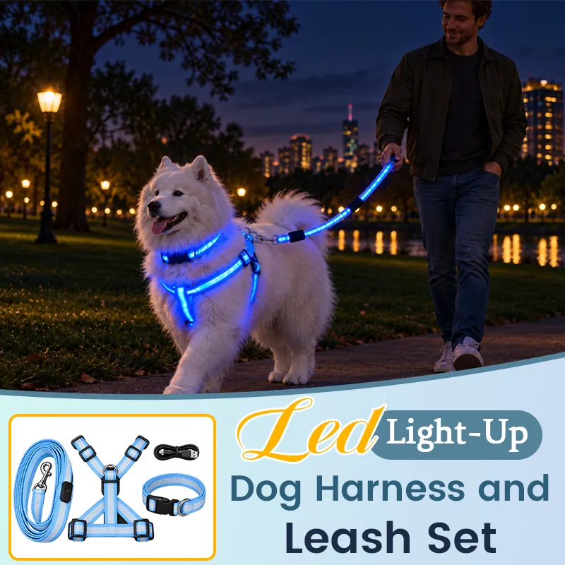 Dog wearing LED light-up harness and leash