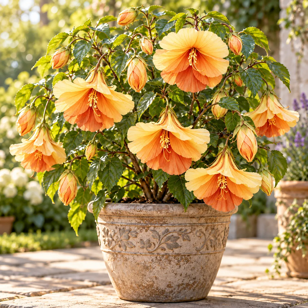 Golden Apricot