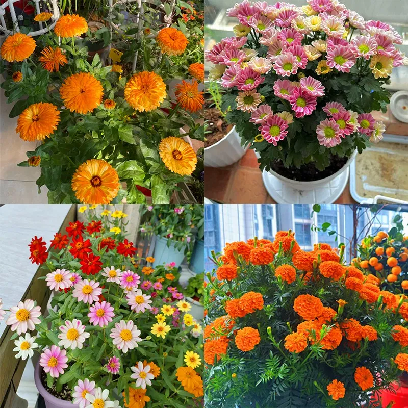 Flower varieties featured in plantable seed calendar