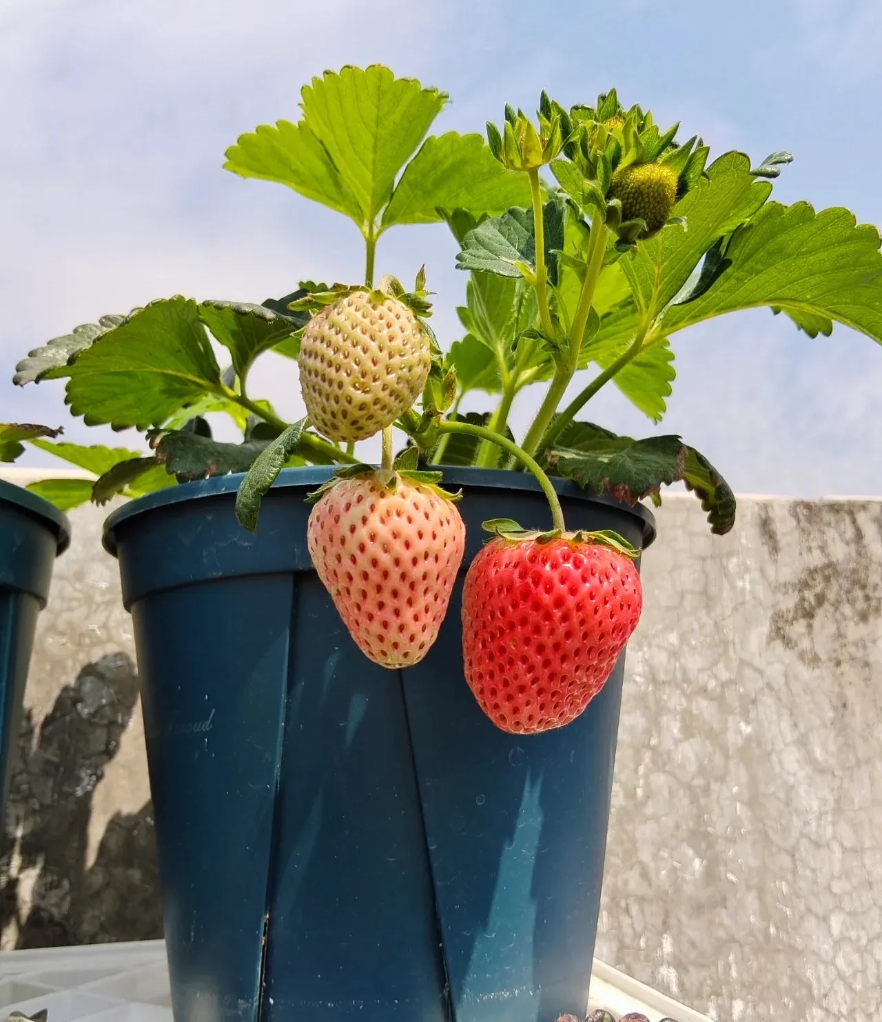 Customer feedback for earlier plantable seed calendar