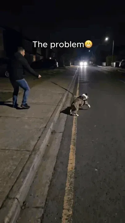 LED Dog Walking Kit
